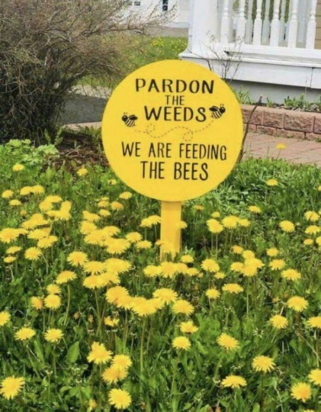 People Show Off Their Gardens And Plants (48 pics)
