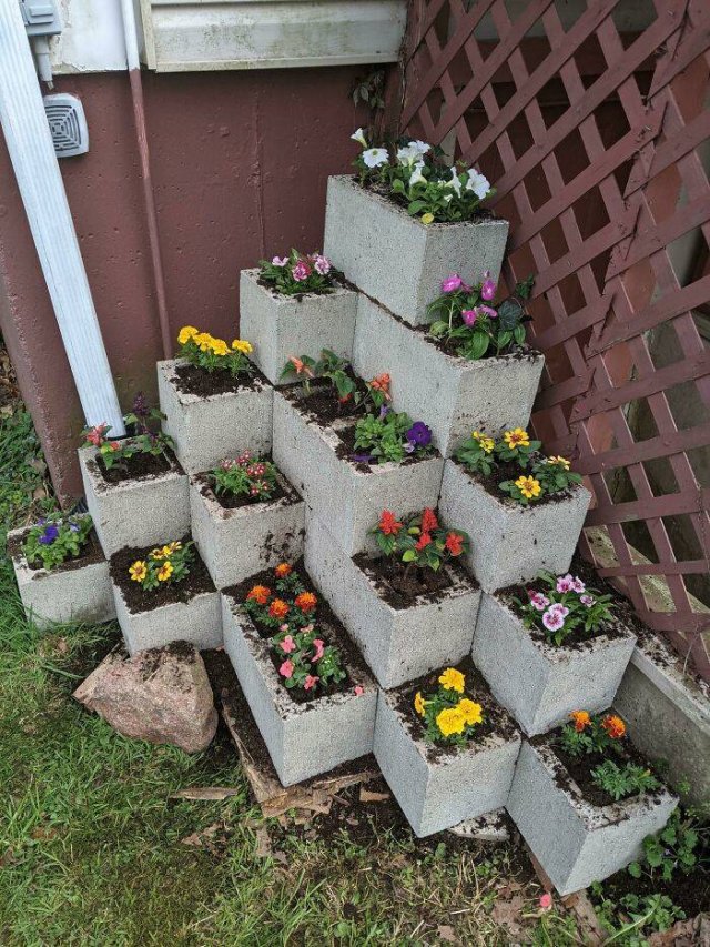 People Show Off Their Gardens And Plants (48 pics)