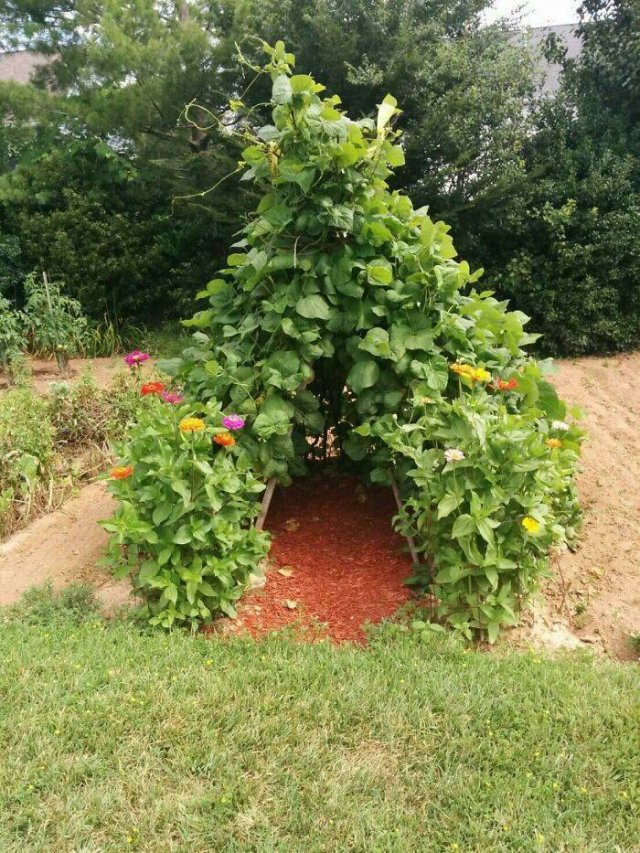 People Show Off Their Gardens And Plants (48 pics)