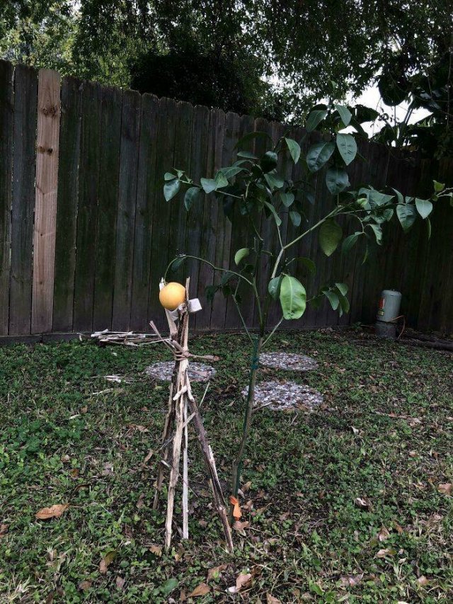 People Show Off Their Gardens And Plants (48 pics)