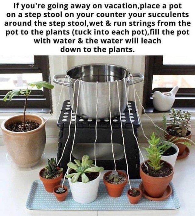 People Show Off Their Gardens And Plants (48 pics)