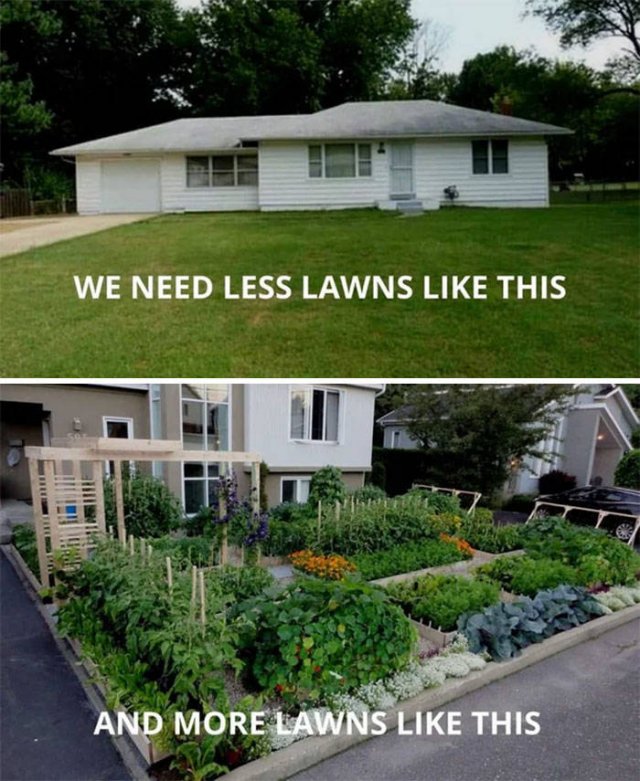 People Show Off Their Gardens And Plants (48 pics)