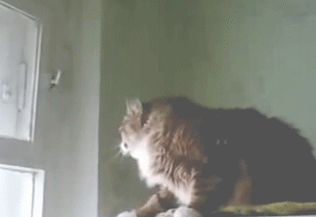 Acid Gifdump, May 5 (25 gifs)