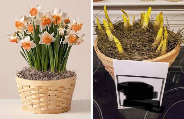 Online Shopping Fails (17 pics)