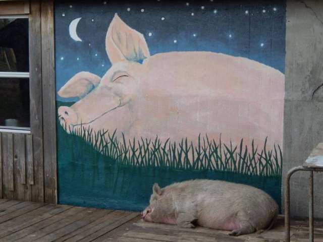 Acid Picdump 1 (86 pics)