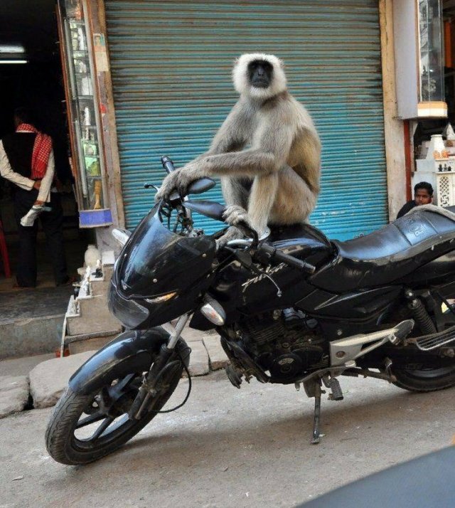 Acid Picdump 1 (86 pics)