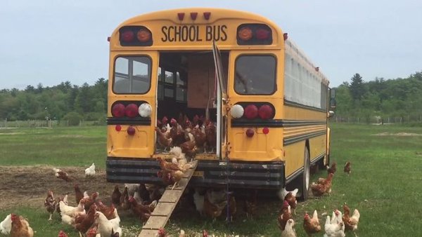 Unusual Chicken Coops (30 pics)