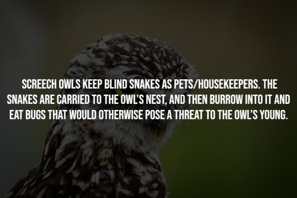 Interesting Facts (25 pics)