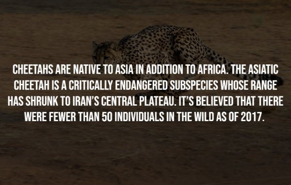 Interesting Facts (25 pics)