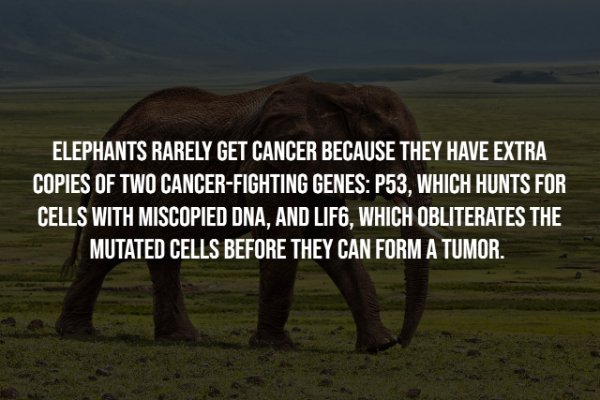Interesting Facts (25 pics)