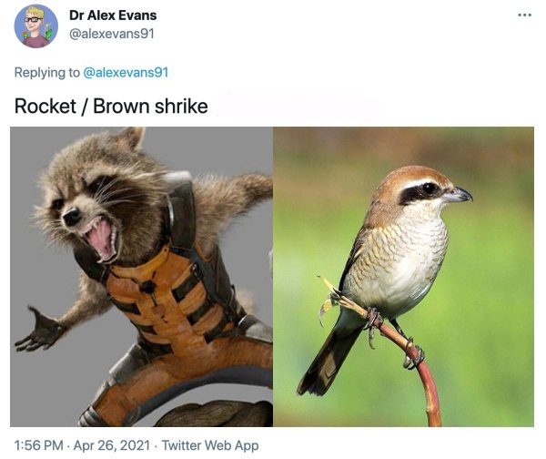 MCU Heroes And Their Bird Counterparts (19 pics)