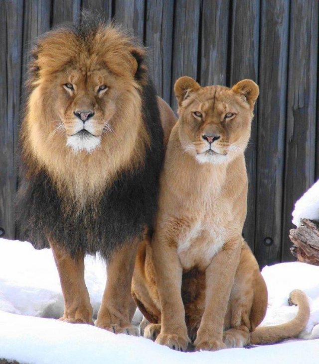 Amazing Pictures (36 pics)