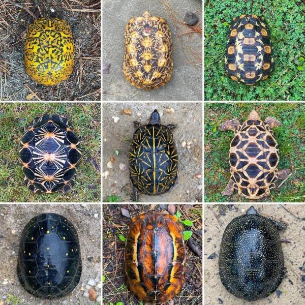 Amazing Pictures (36 pics)