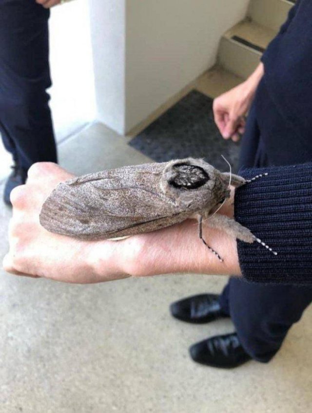 Acid Picdump 2 (92 pics)