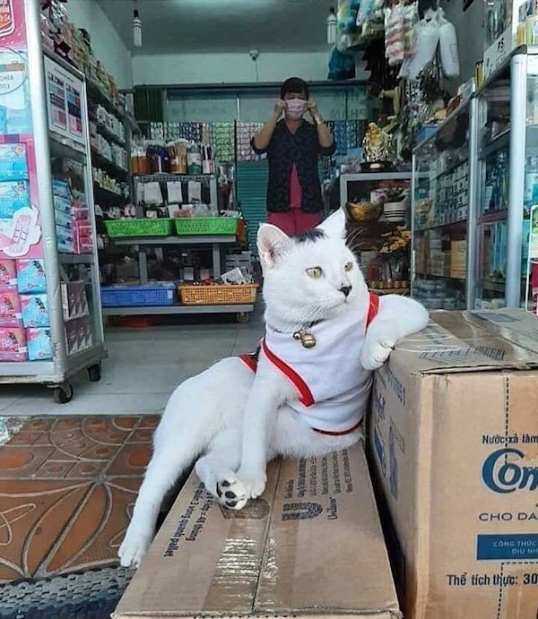 Work Memes (30 pics)