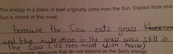 Kids Answer Test Questions (20 pics)