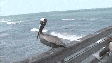 Acid Gifdump, May 11 (25 gifs)