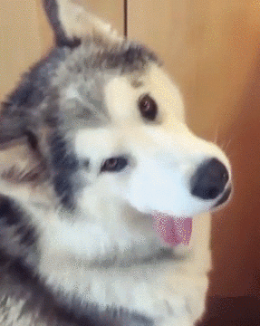 Acid Gifdump, May 11 (25 gifs)