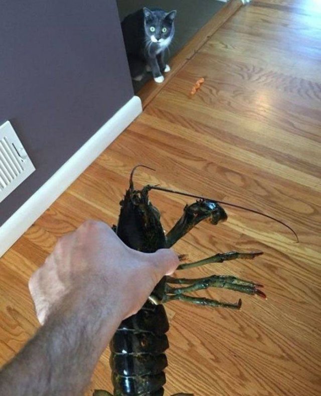 Acid Picdump 1 (64 pics)