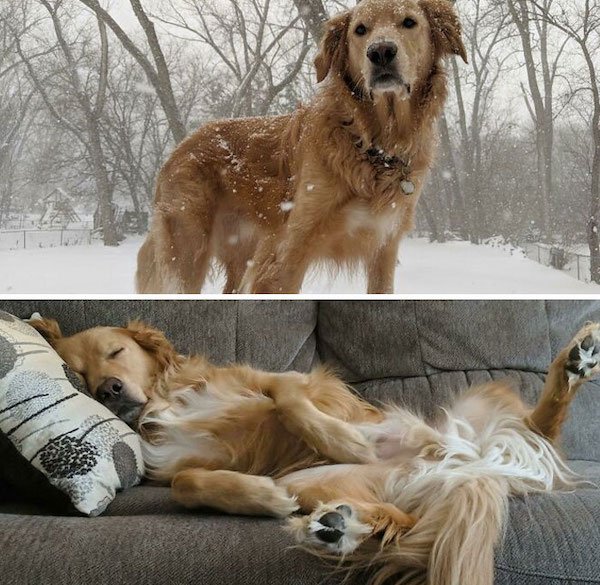 Wholesome Dog Stories (32 pics)