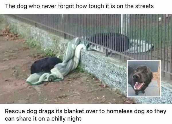 Wholesome Dog Stories (32 pics)