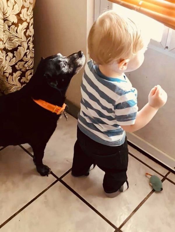 Wholesome Dog Stories (32 pics)