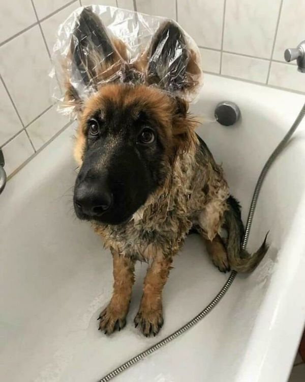 Wholesome Dog Stories (32 pics)