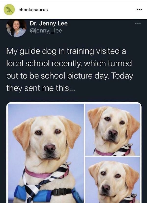 Wholesome Dog Stories (32 pics)