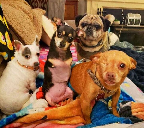 Wholesome Dog Stories (32 pics)