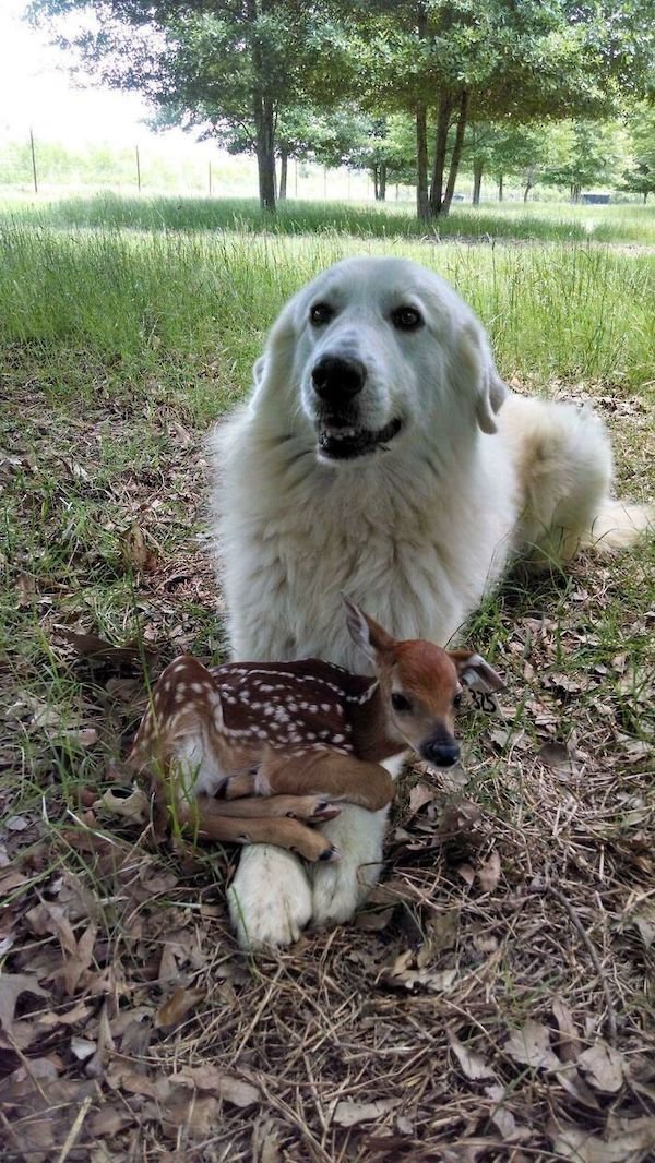 Wholesome Dog Stories (32 pics)