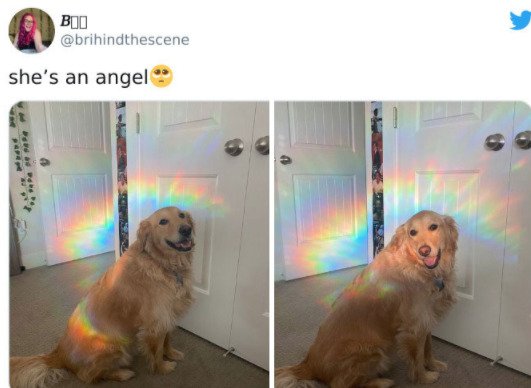 Wholesome Dog Stories (32 pics)