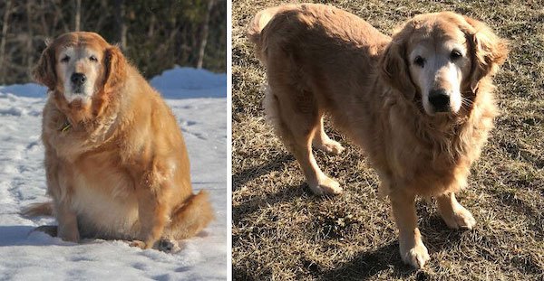 Wholesome Dog Stories (32 pics)