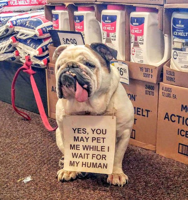 Wholesome Dog Stories (32 pics)