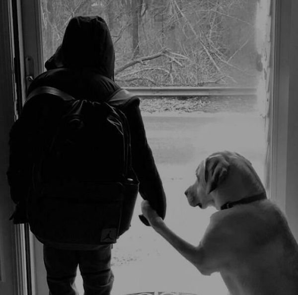 Wholesome Dog Stories (32 pics)