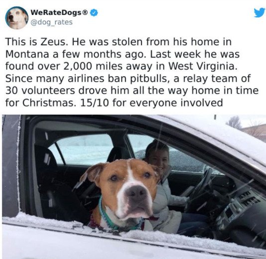 Wholesome Dog Stories (32 pics)