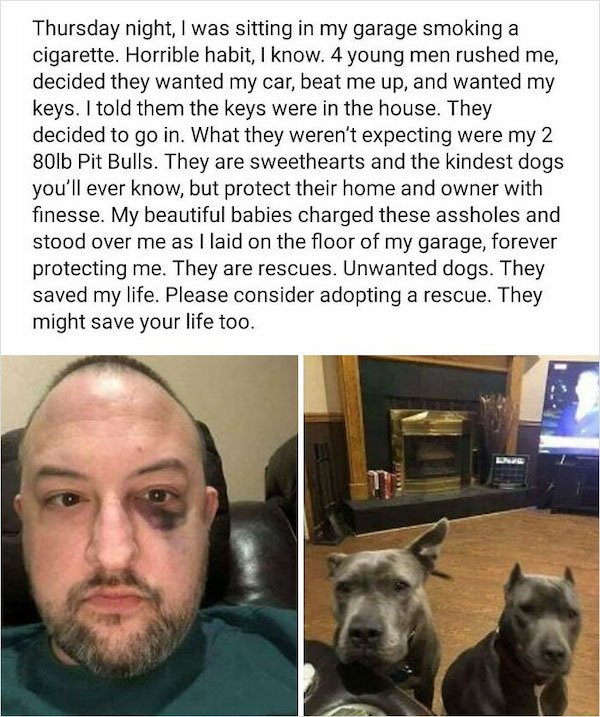 Wholesome Dog Stories (32 pics)