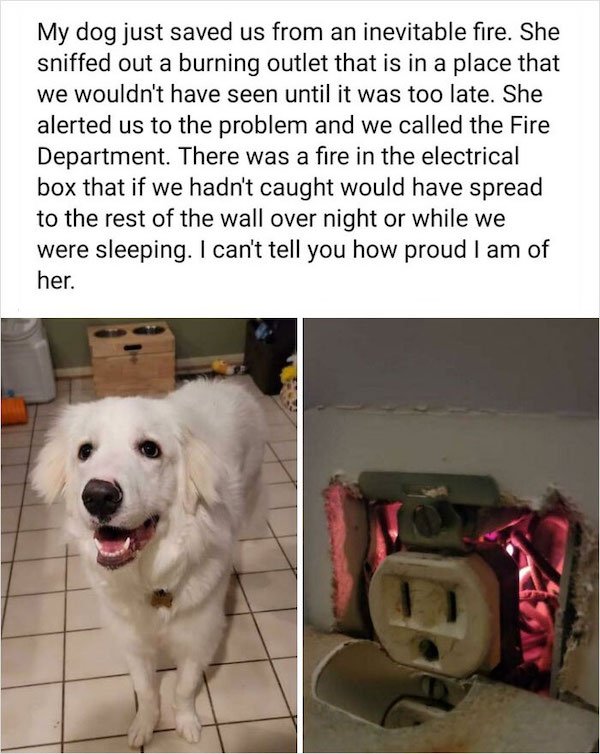 Wholesome Dog Stories (32 pics)