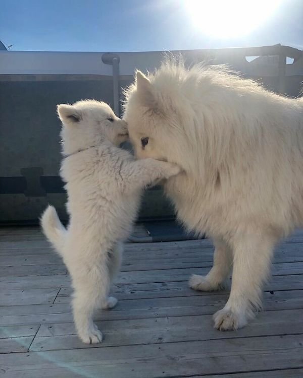 Wholesome Dog Stories (32 pics)