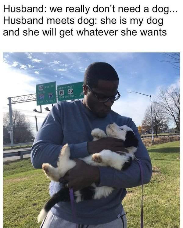 Wholesome Dog Stories (32 pics)