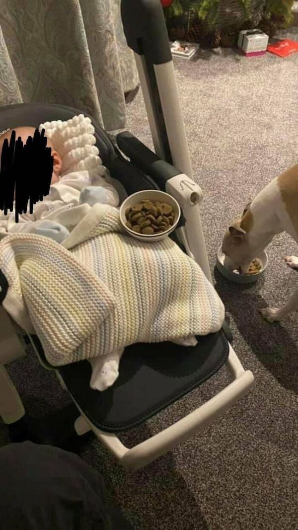 Wholesome Dog Stories (32 pics)