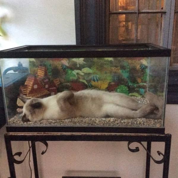 Acid Picdump 1 (63 pics)