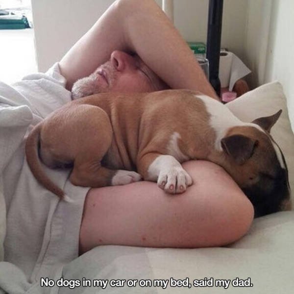 These People Refused To Have Pets (17 pics)