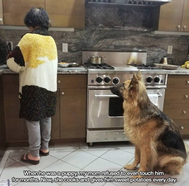 These People Refused To Have Pets (17 pics)