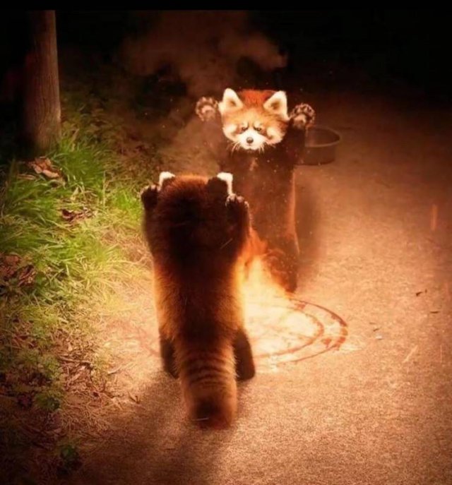 Acid Picdump 1 (82 pics)