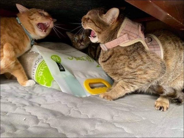 Acid Picdump 1 (82 pics)
