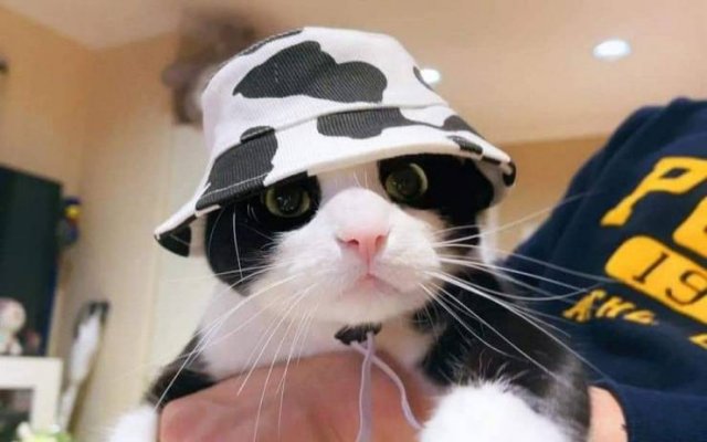 Acid Picdump 1 (82 pics)