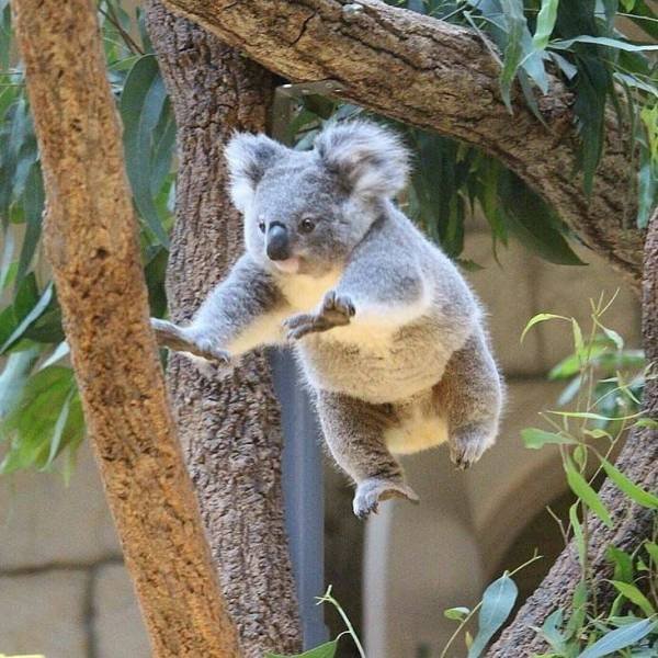 Acid Picdump 1 (82 pics)