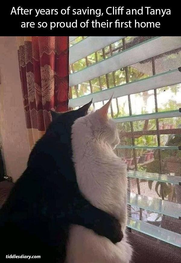 Cat Memes (32 pics)