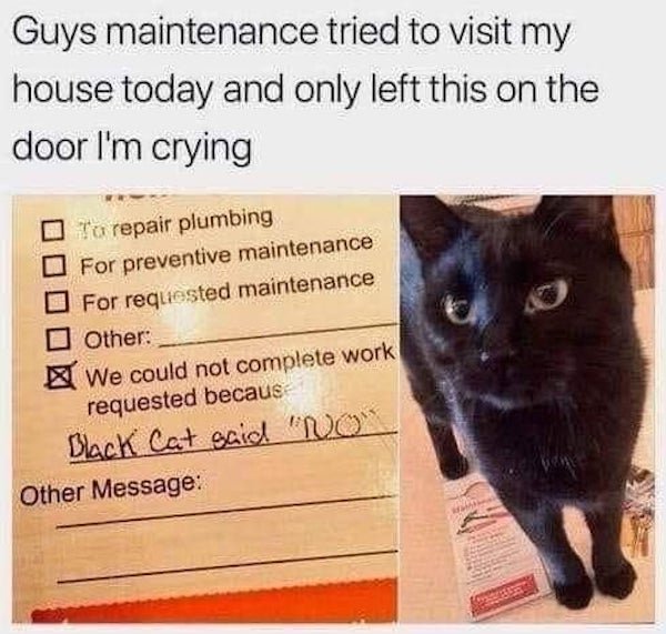 Cat Memes (32 pics)