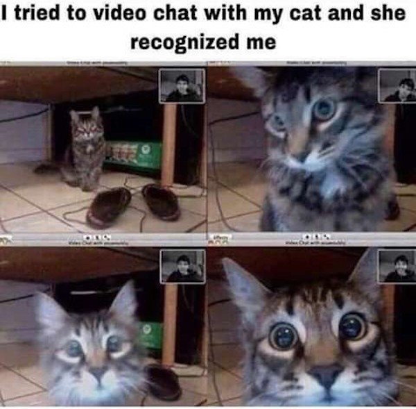 Cat Memes (32 pics)